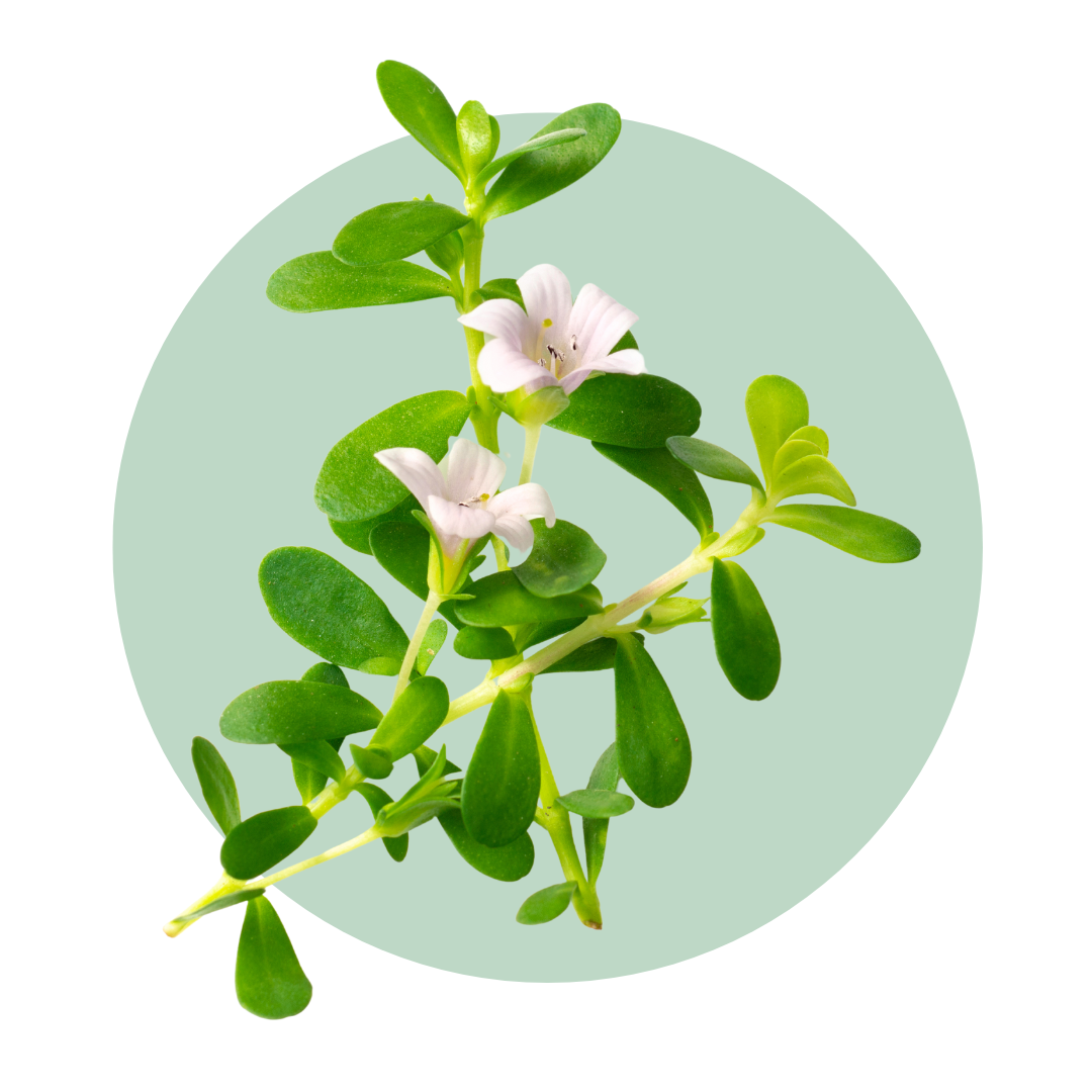Bacopa
