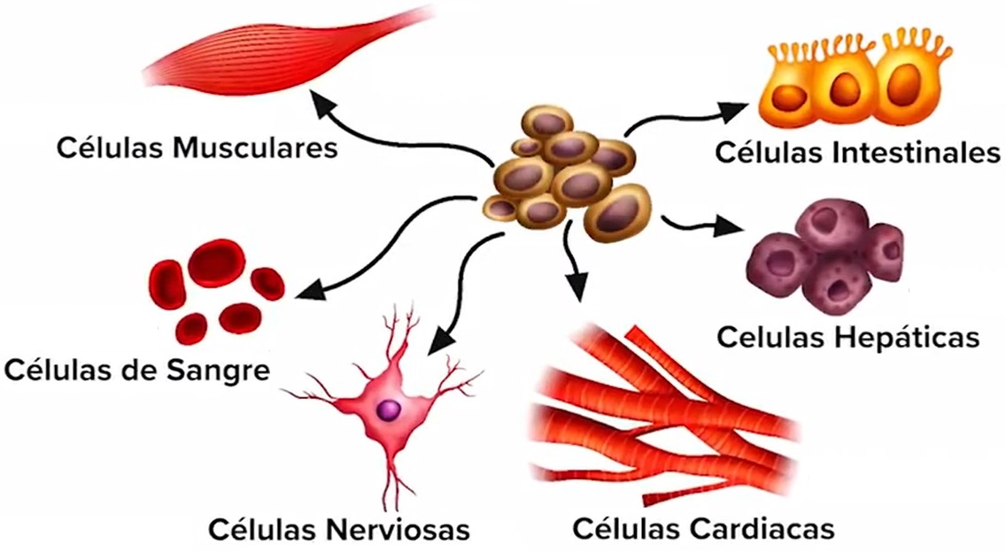 celulas